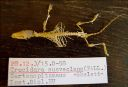 Vorschau Skelett einer Gartenspitzmaus (Crocidura suaveolens)