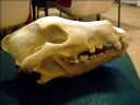 Vorschau Schädel einer Wölfin (Canis lupus)