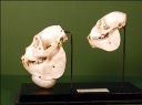 Vorschau Schädel eines weiblichen und eines männlichen Brüllaffen