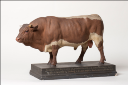 Vorschau Pinzgauer Stier