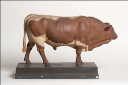 Vorschau Pinzgauer Stier