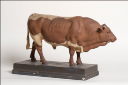 Vorschau Pinzgauer Stier