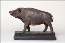 Vorschau Wildschwein-Keiler