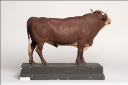 Vorschau Westerwälder Stier